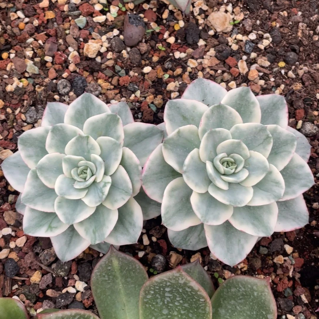多肉植物多肉植物0122