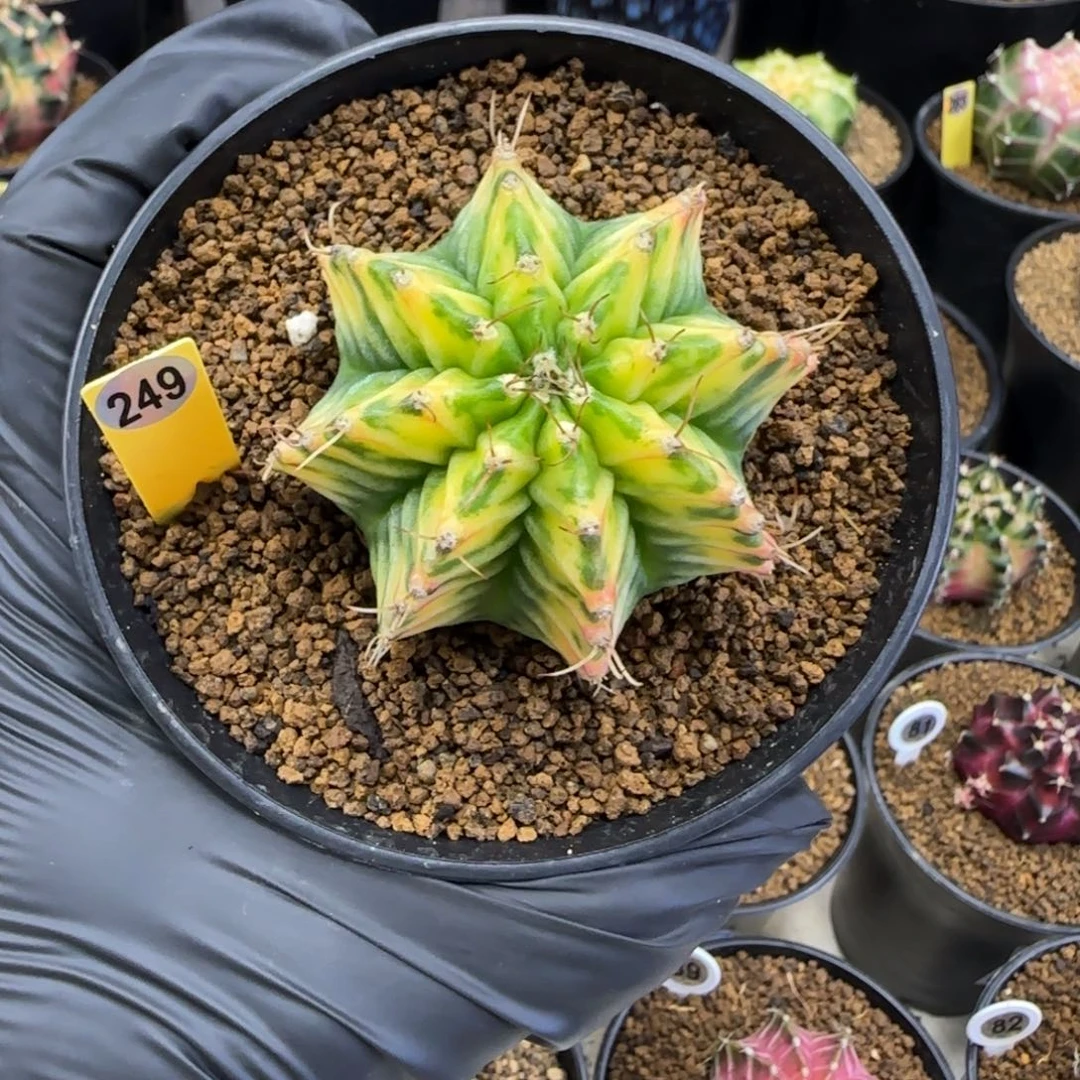 249号泰系实生米哈