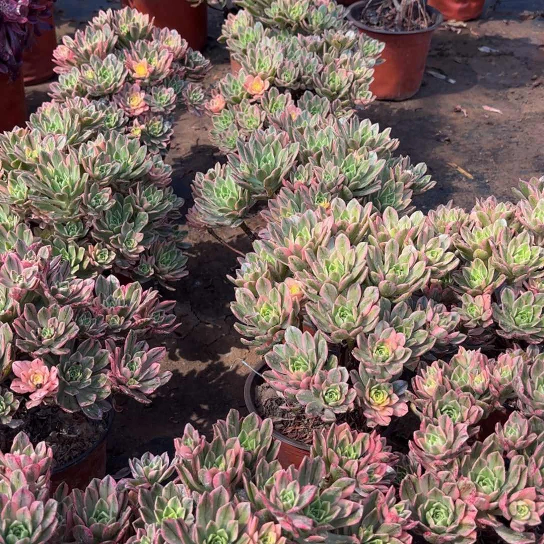 甜茶木质老桩2颗多头9.9