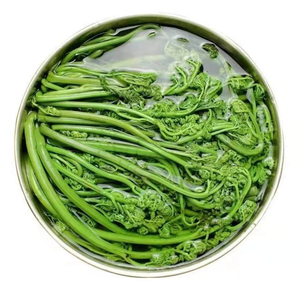 【东北山蕨菜】整根装2斤/袋味道鲜美口感脆嫩爆炒煎炸凉拌