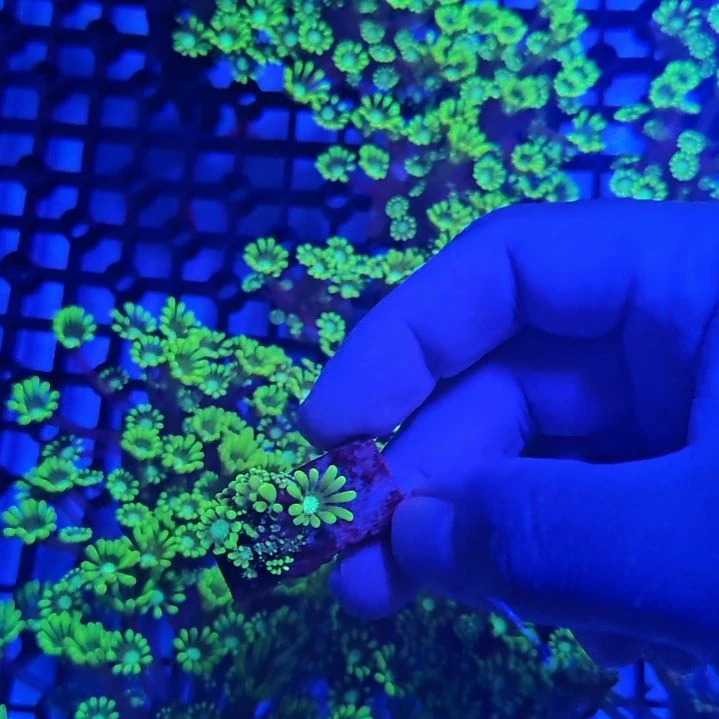 用***2纽扣珊瑚水仙茉莉