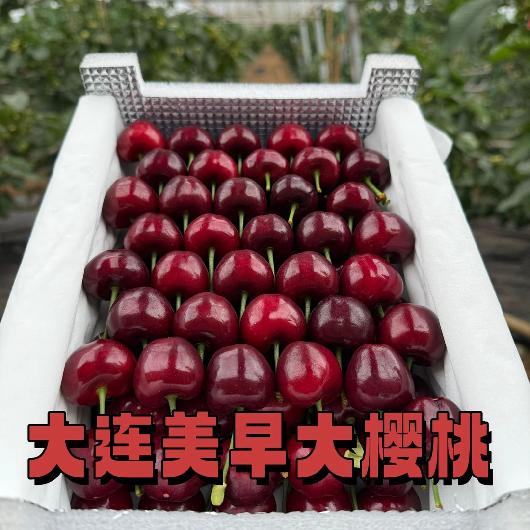 【果农自卖】大连美早樱桃顺丰空运包邮1.8-4.5斤/1-6J 内附果径卡