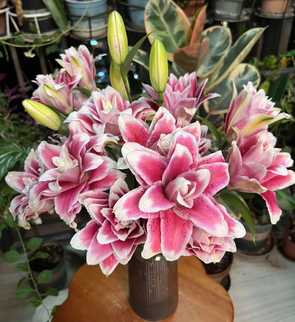 YZ【迪奥重瓣百合+火星之恋百合】全场任意满两单鲜花升级快递