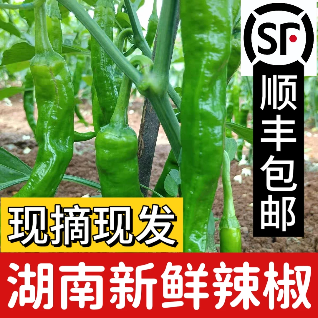 【顺丰包邮】湖南本地农家新鲜采摘中辣偏上软皮露天蔬菜薄皮