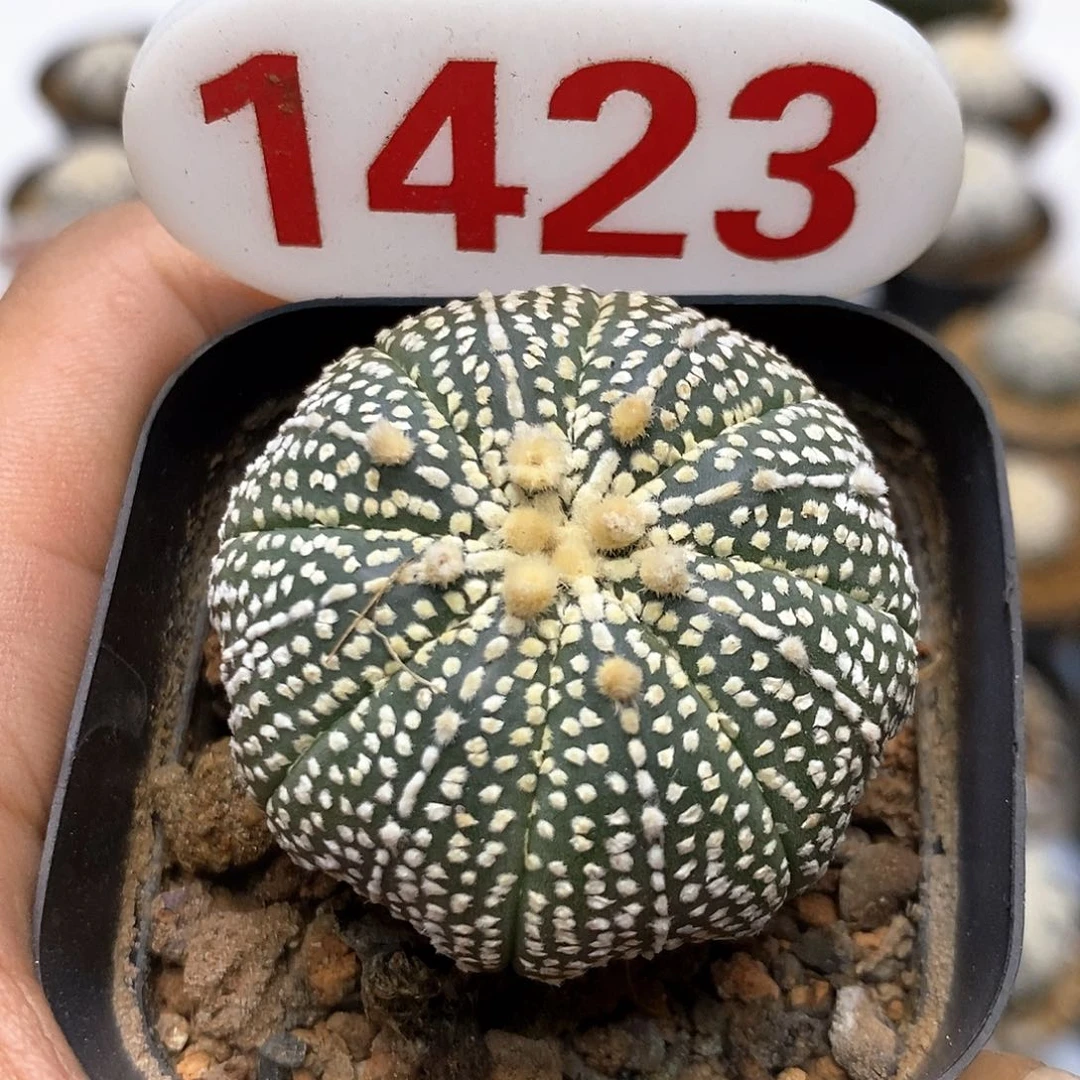 1423奇迹福利特价咯哦