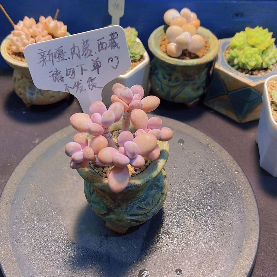 糖果桃蛋，多肉植物，