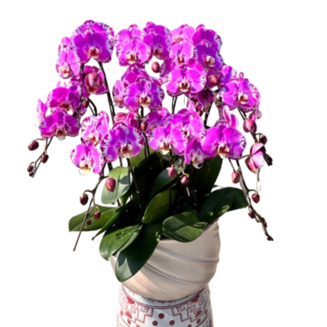 同城潮汕专车发货链接纯色10株大花型蝴蝶兰恭喜发财 藏宝图组盆