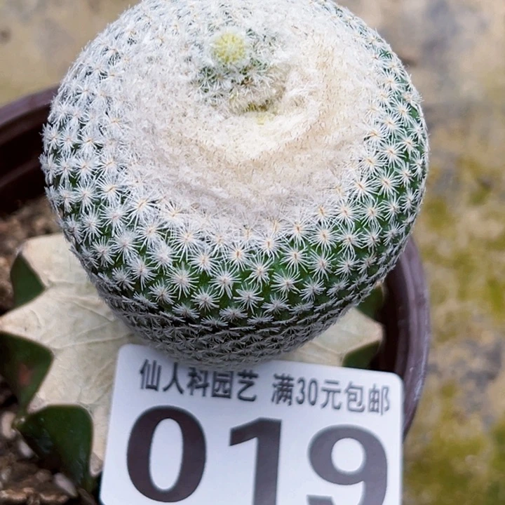 无花朵福利苗接伊朗丸缀019