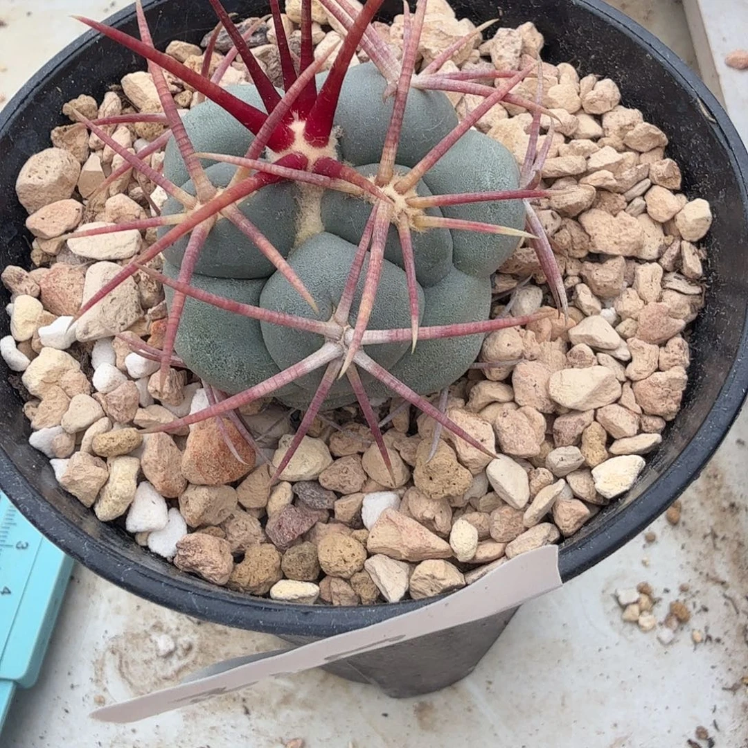 开***水绯冠龙花花花花花