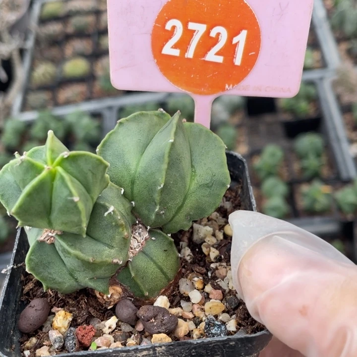 璀***璨实生有疤27210000000000