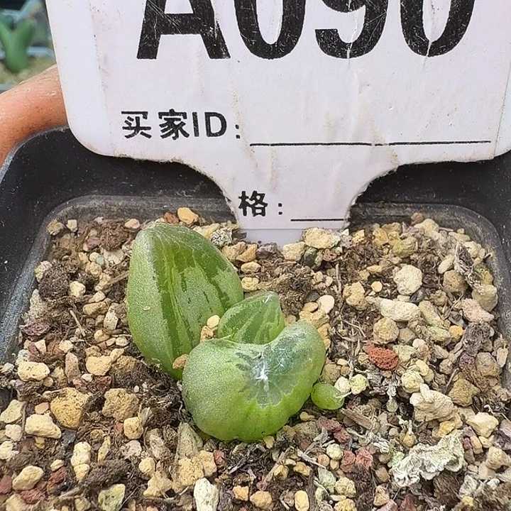 090。满38包邮肉锥