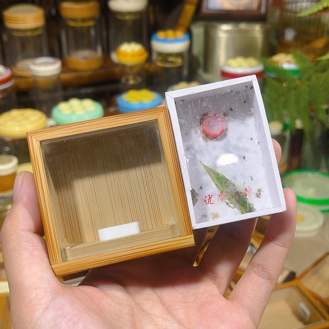 蟋蟀老竹竹蛉盒+绿金钟