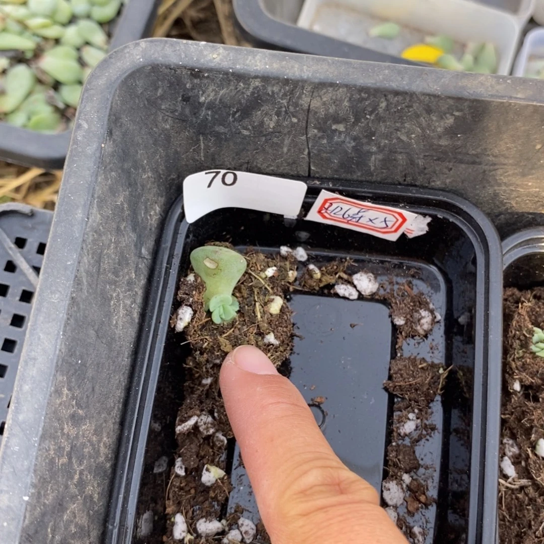 标70珍妮z126芽苗一个