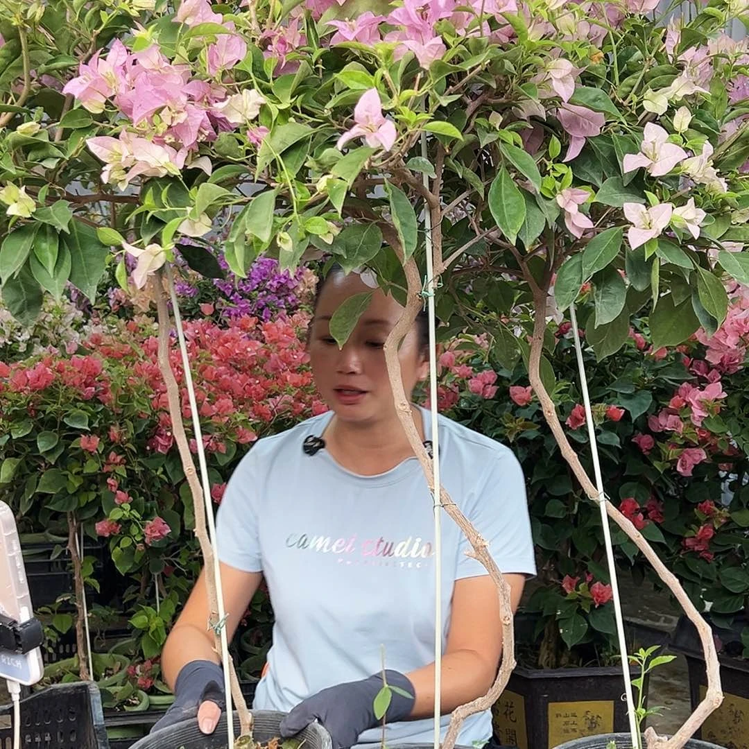 完全开放赛佛里棒棒糖一颗，黑盆