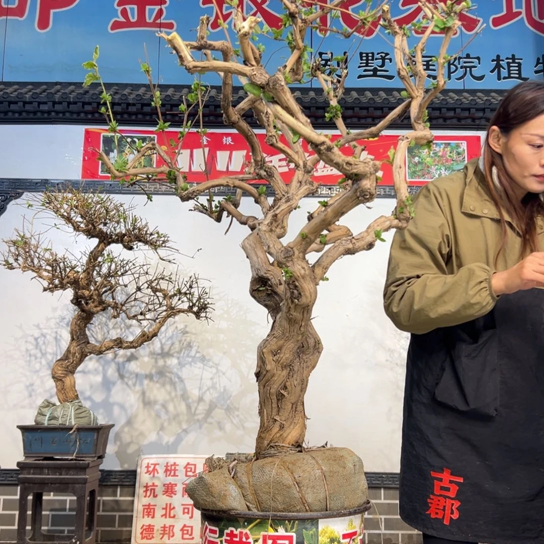 无花朵金银花888888888888