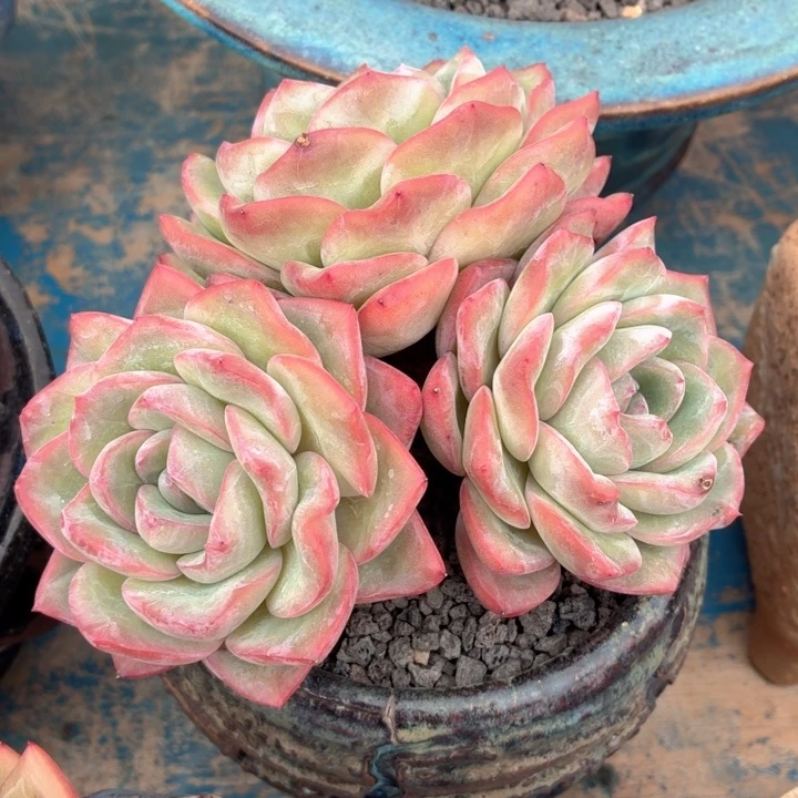 多肉植物 泡芙一物一拍-4