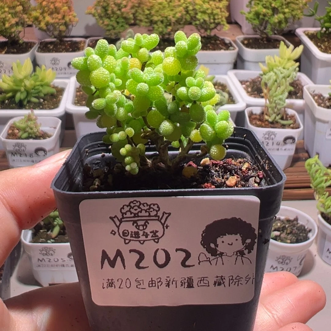 金桔202带盆土发货一物一拍