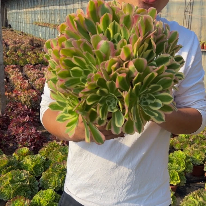 18.8二代白凤一棵包邮