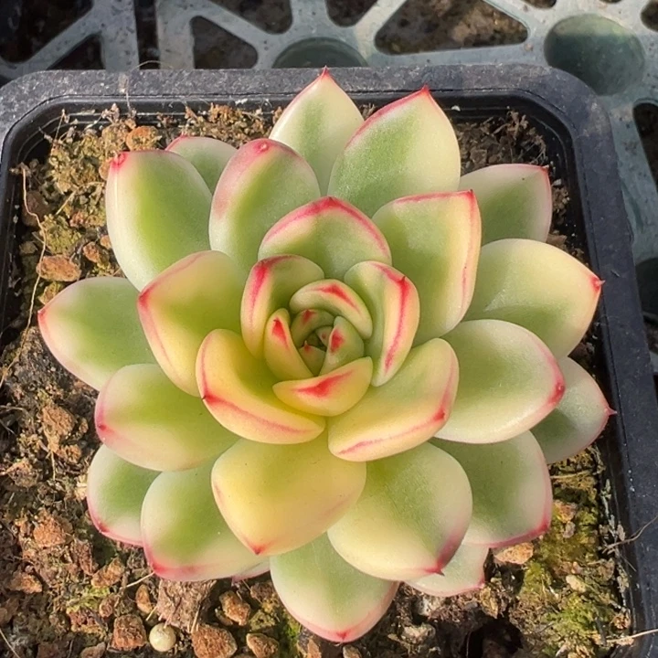 阿诗娜锦一物一拍锦龙