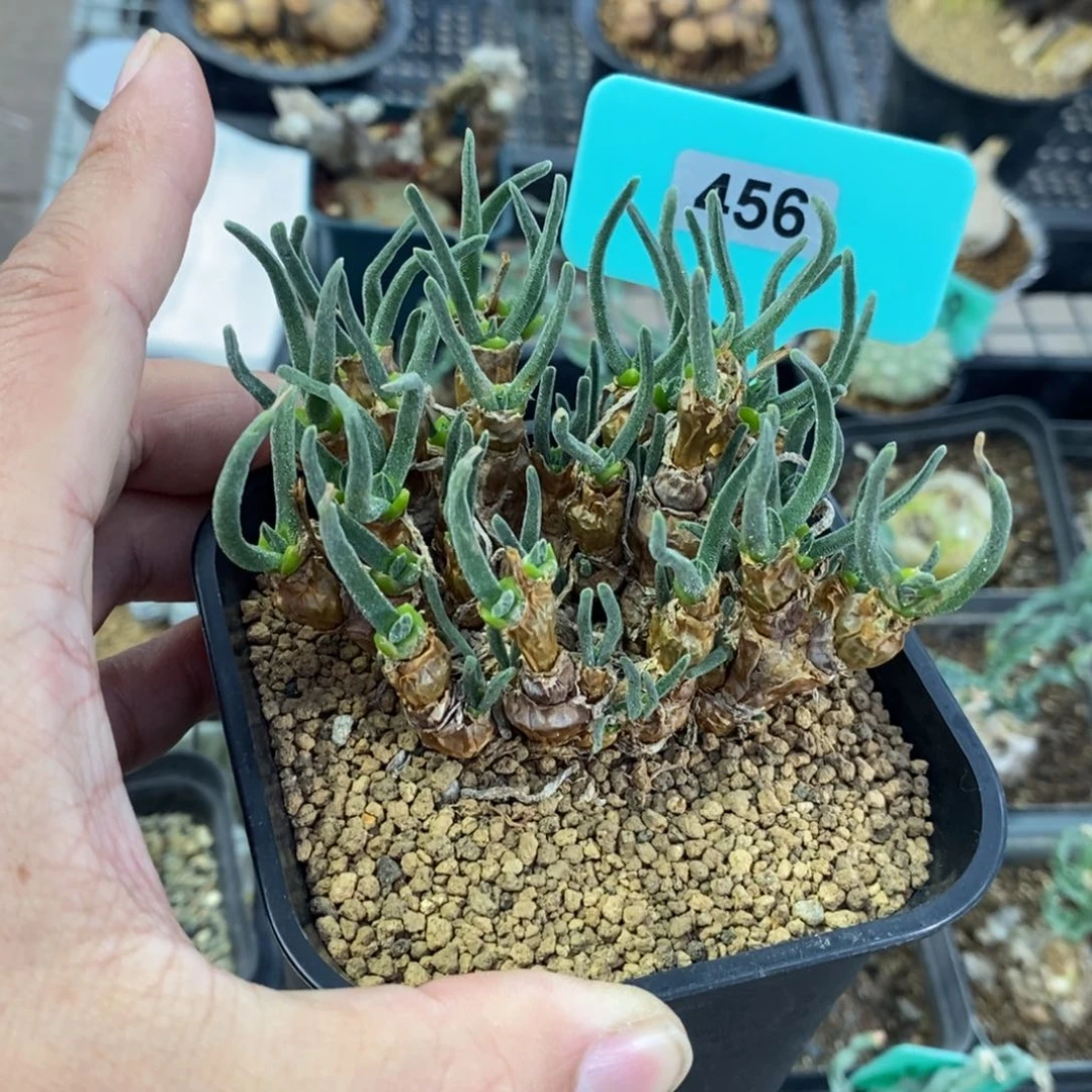 碧光环小兔子一个