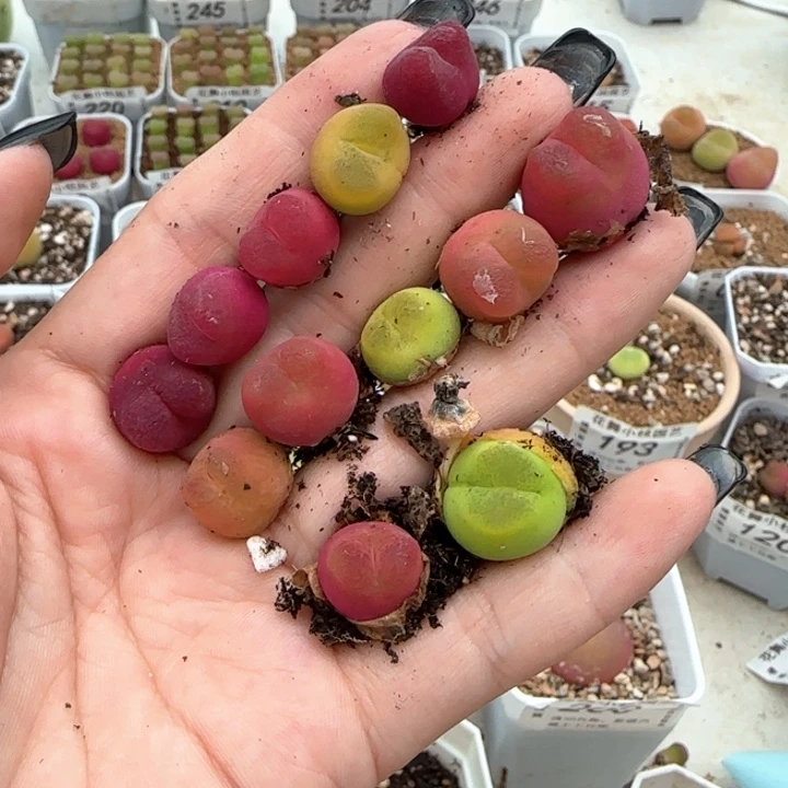 253彩毛111111111111