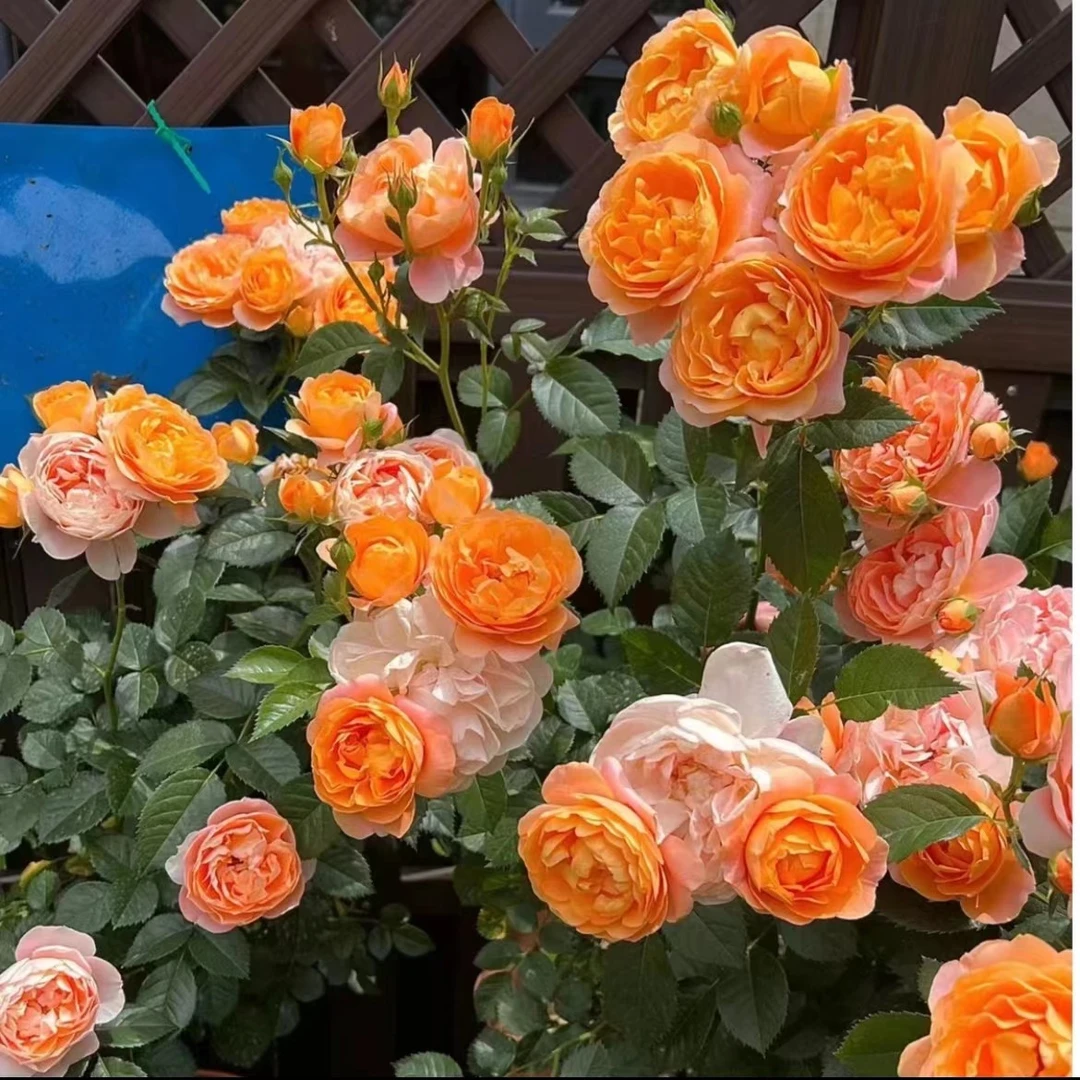 【西哥】【果汁阳台】+【二乔】星花怒放月季四季开花庭院阳台