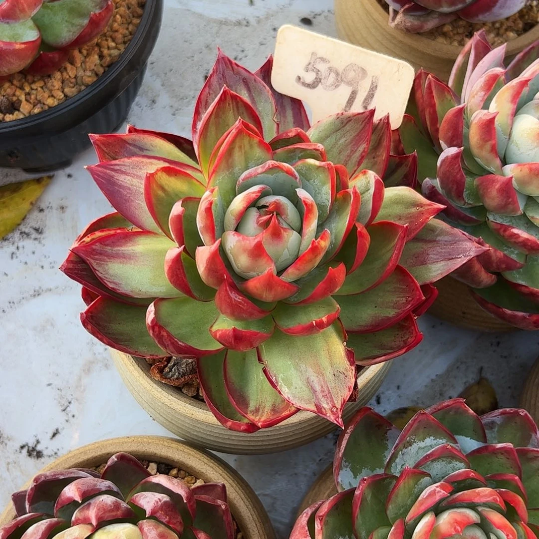 芳***o惊鸿仙子一物一拍5091号