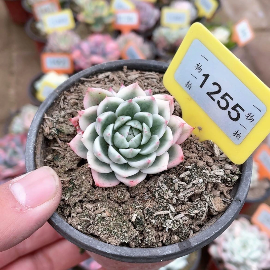 【闪购商品】1255号