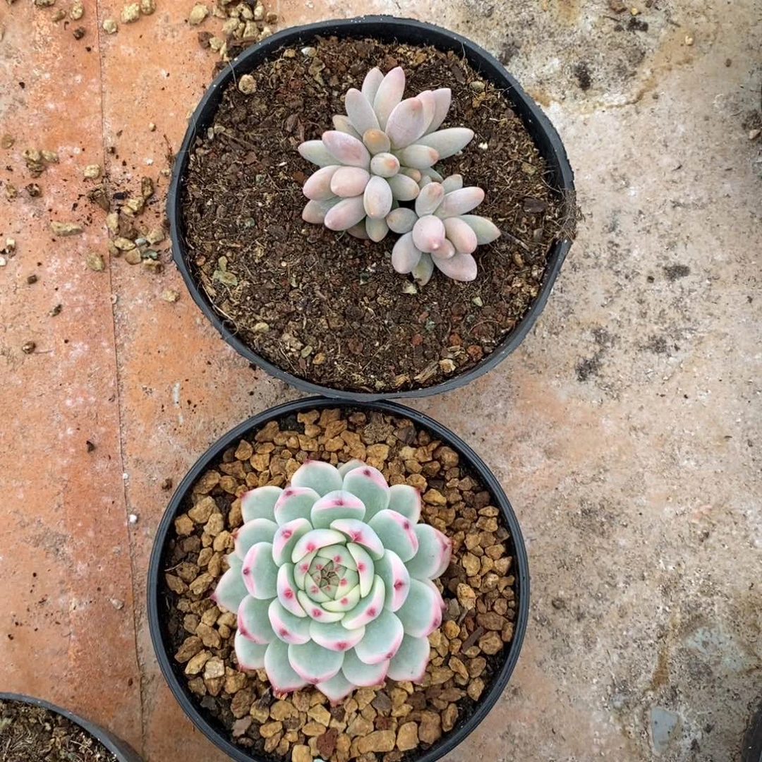 金***火吉娃娃锦旺财旺财旺财