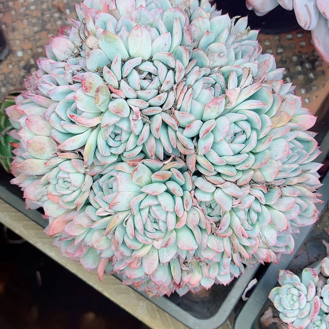 莎莎女王朵朵缀大群