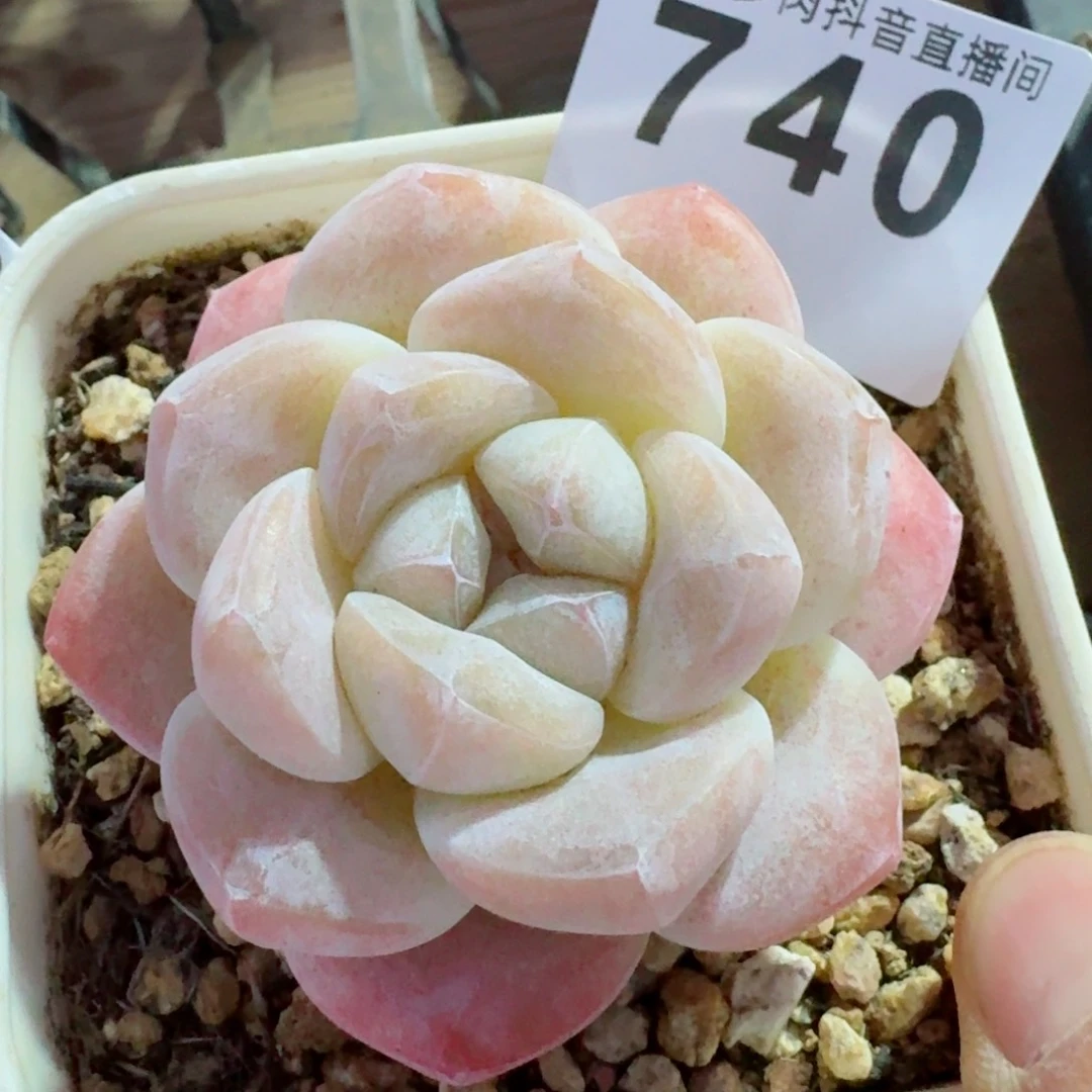 福利         精品多肉