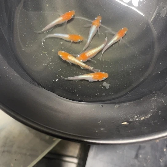 青鳉鱼红白赤壁观背青鳉