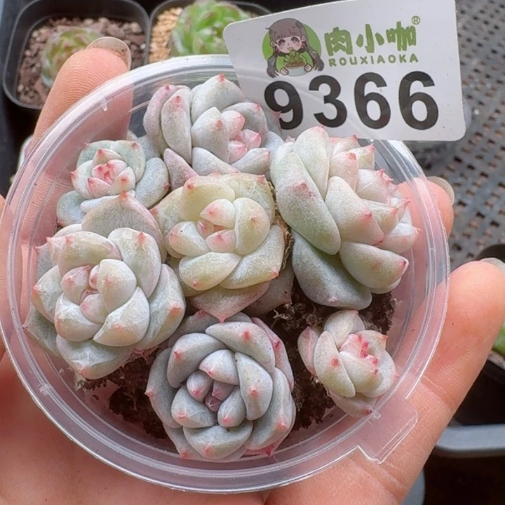 多肉植物多肉植物