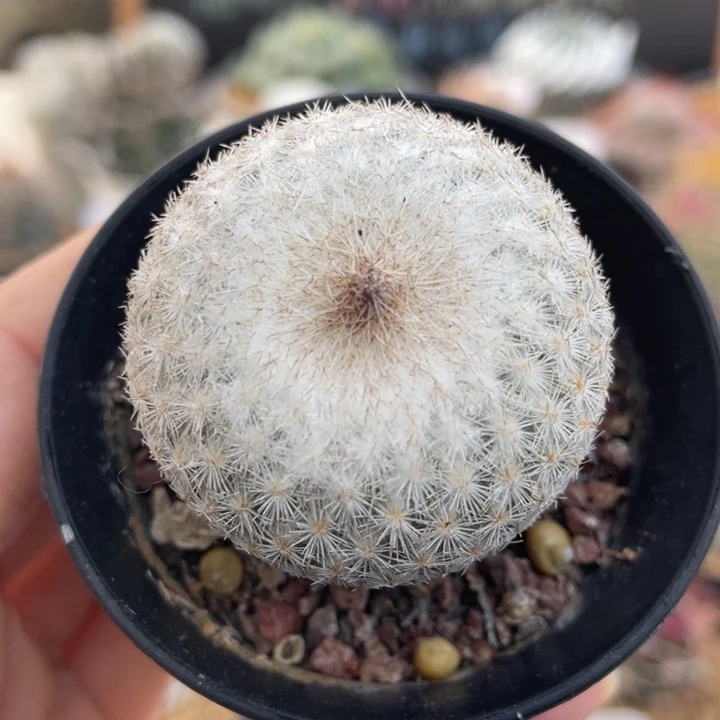 月世界       折后价