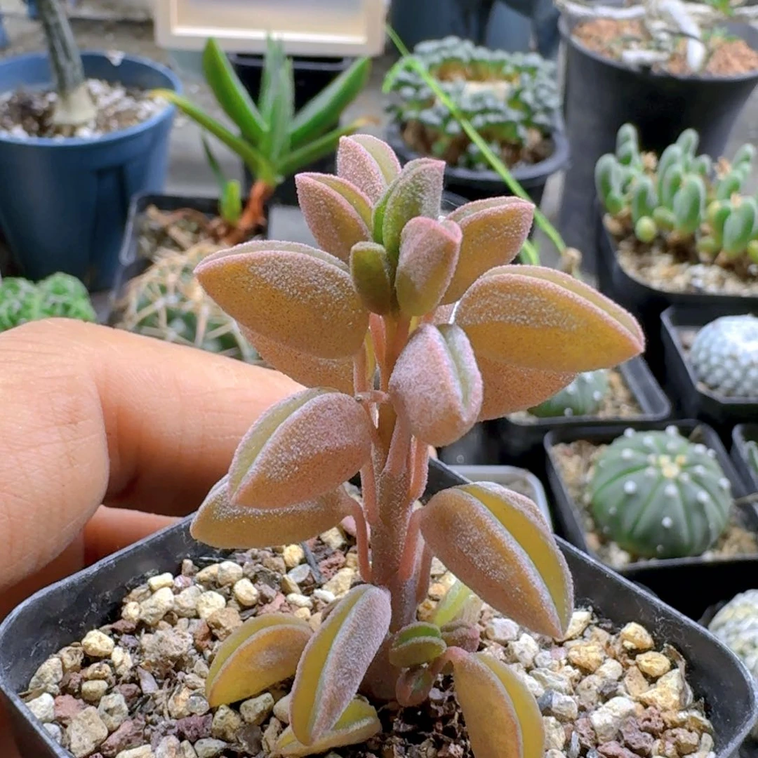 227玛格丽特椒草带盆发货
