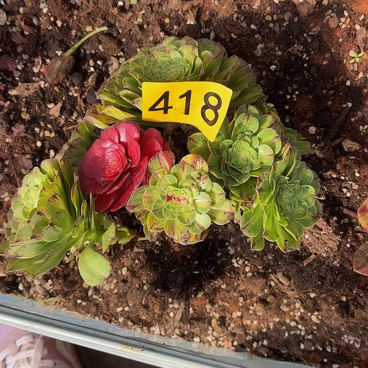 多肉植物福利来418