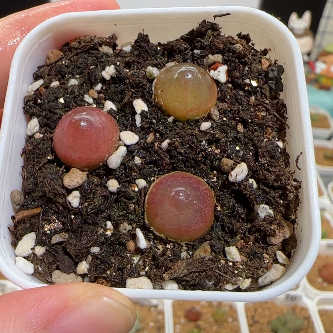 肉锥多肉植物组合-灯泡一盆821