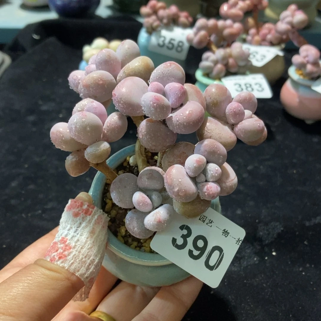 390糖果腰子蛋带盆土