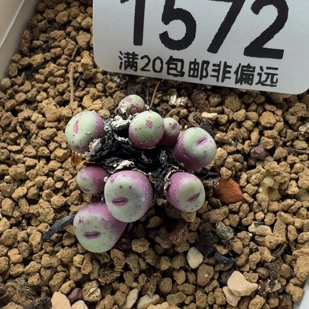 产地小红嘴带盆土。  9头。