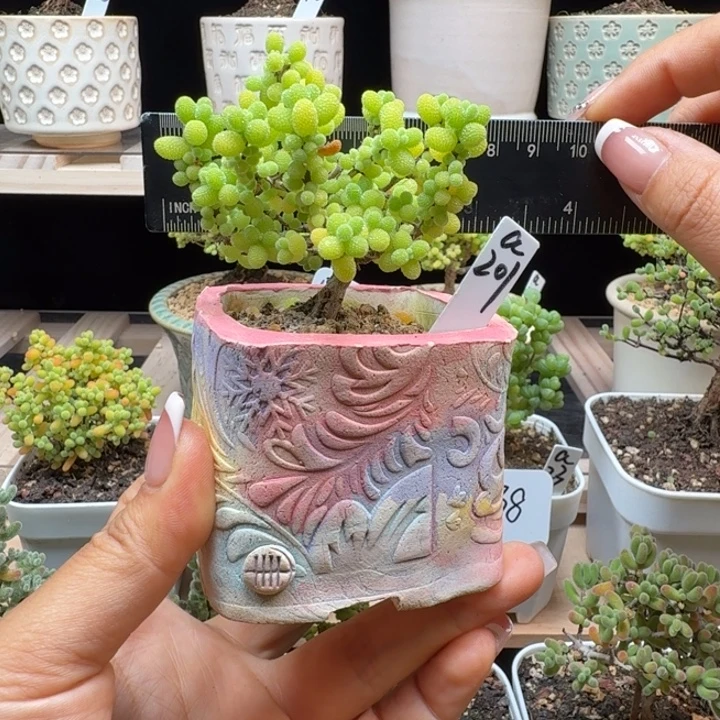 a201号金桔冠服7厘米左右带盆发