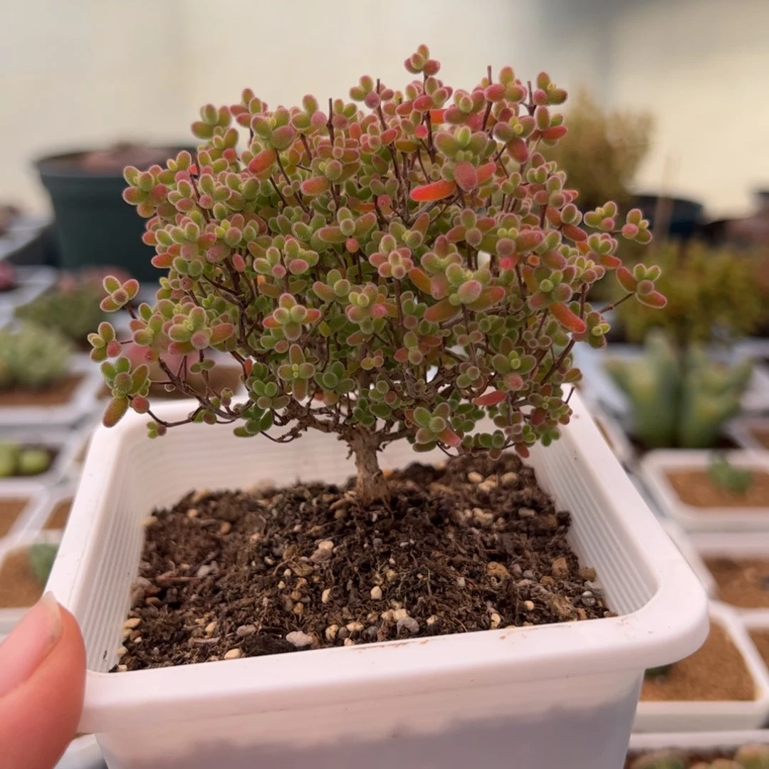 180号蜜橘糖球2.19多肉