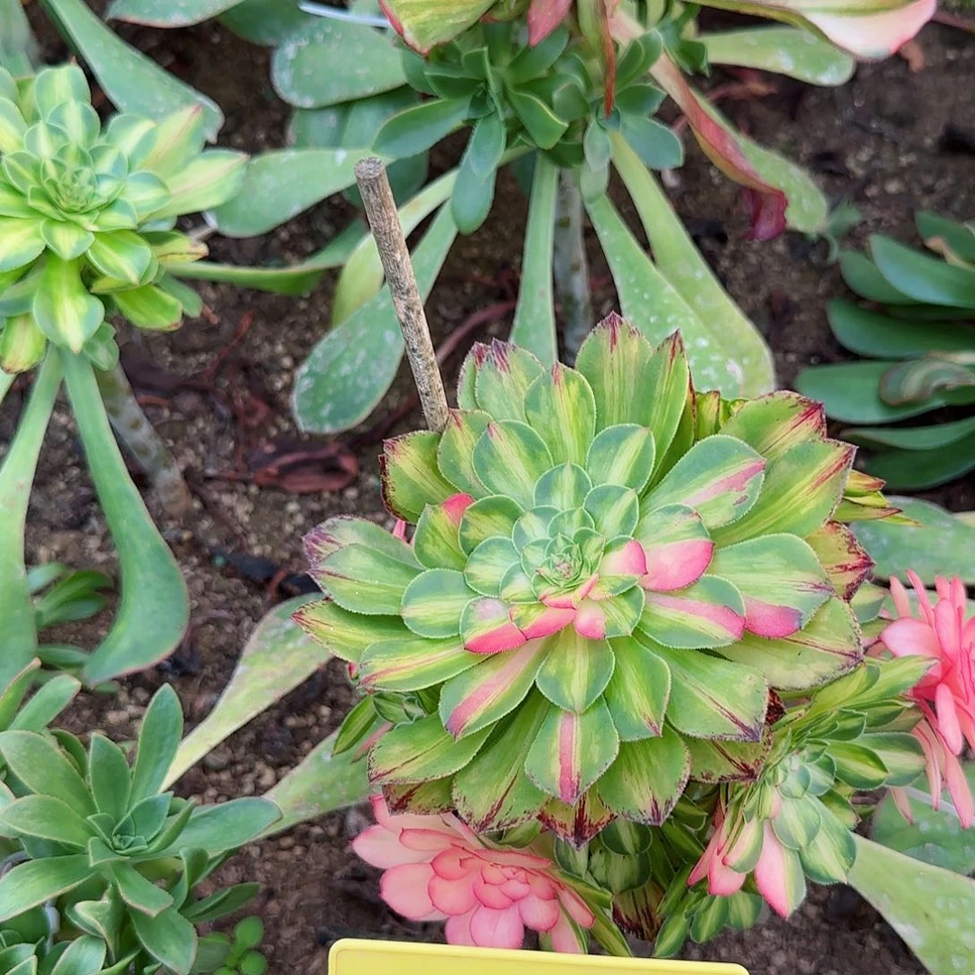 3+211---多头多肉植物