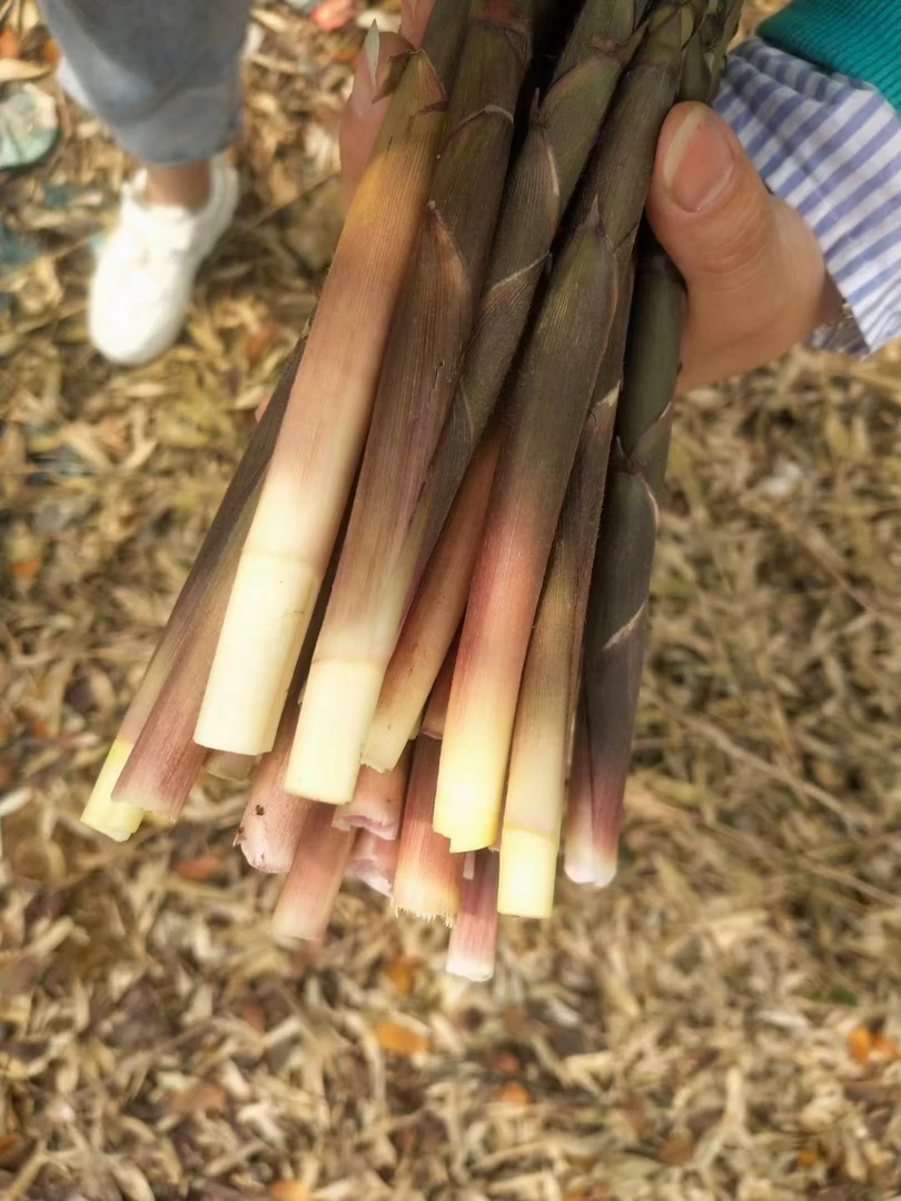 【顺丰包邮】湖南攸县竹子笋 小笋 鲜嫩爽脆 时令野菜