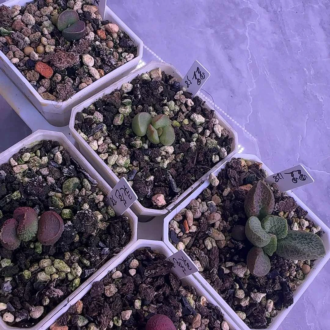 专拍，一物一拍111