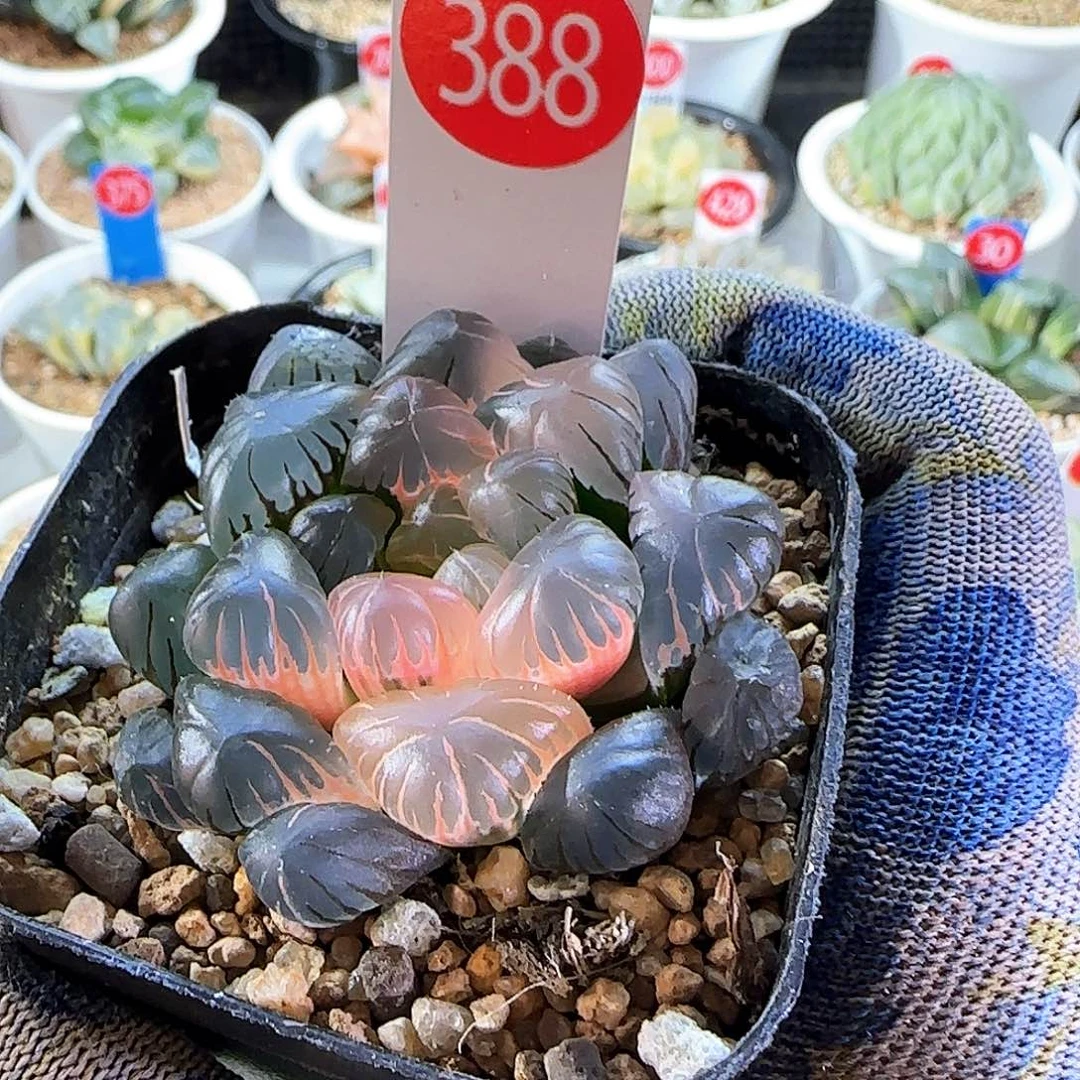 388大窗冰灯玉露锦 5.8 厘米左右一物一拍带盆发货