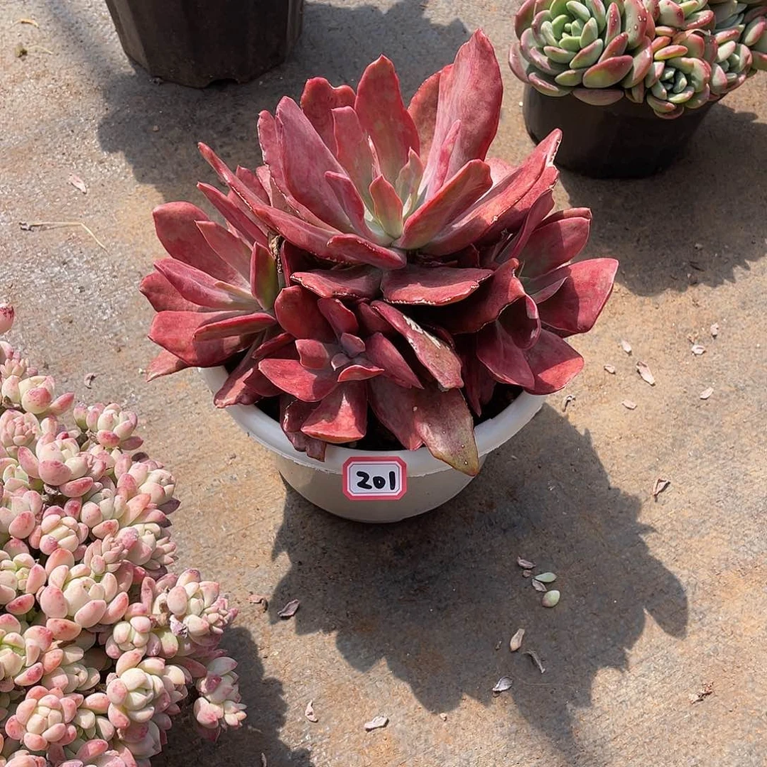 201钻石锦 十号 一物一拍多肉