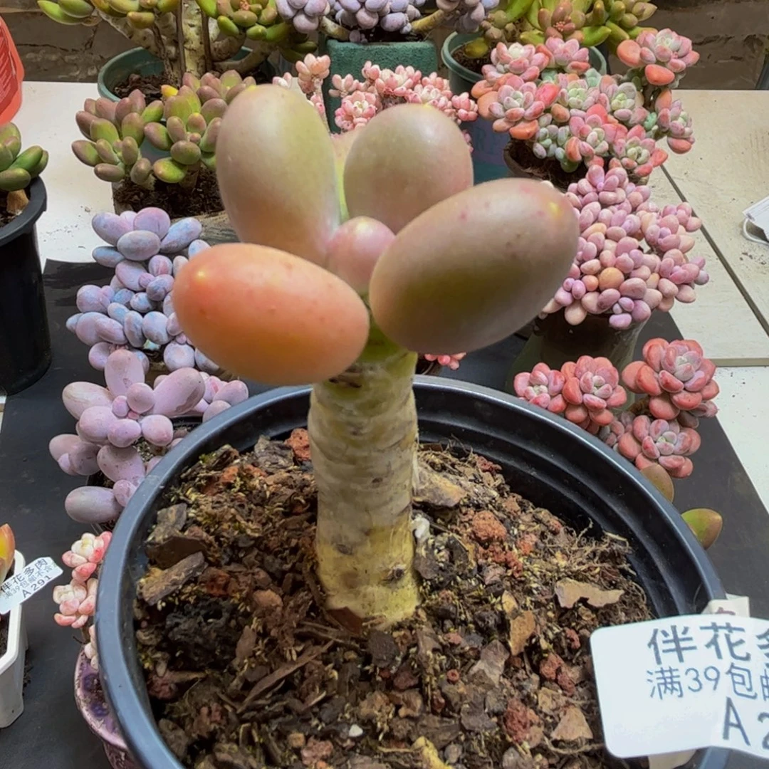 290芒果奶5cm多肉植物