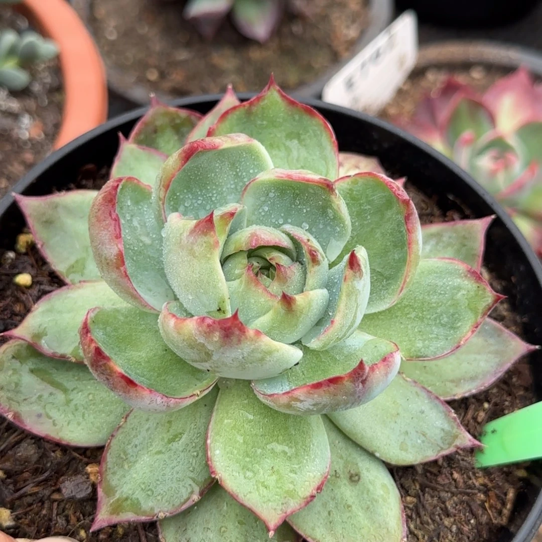 惊鸿一物一拍包装收缩花旱901