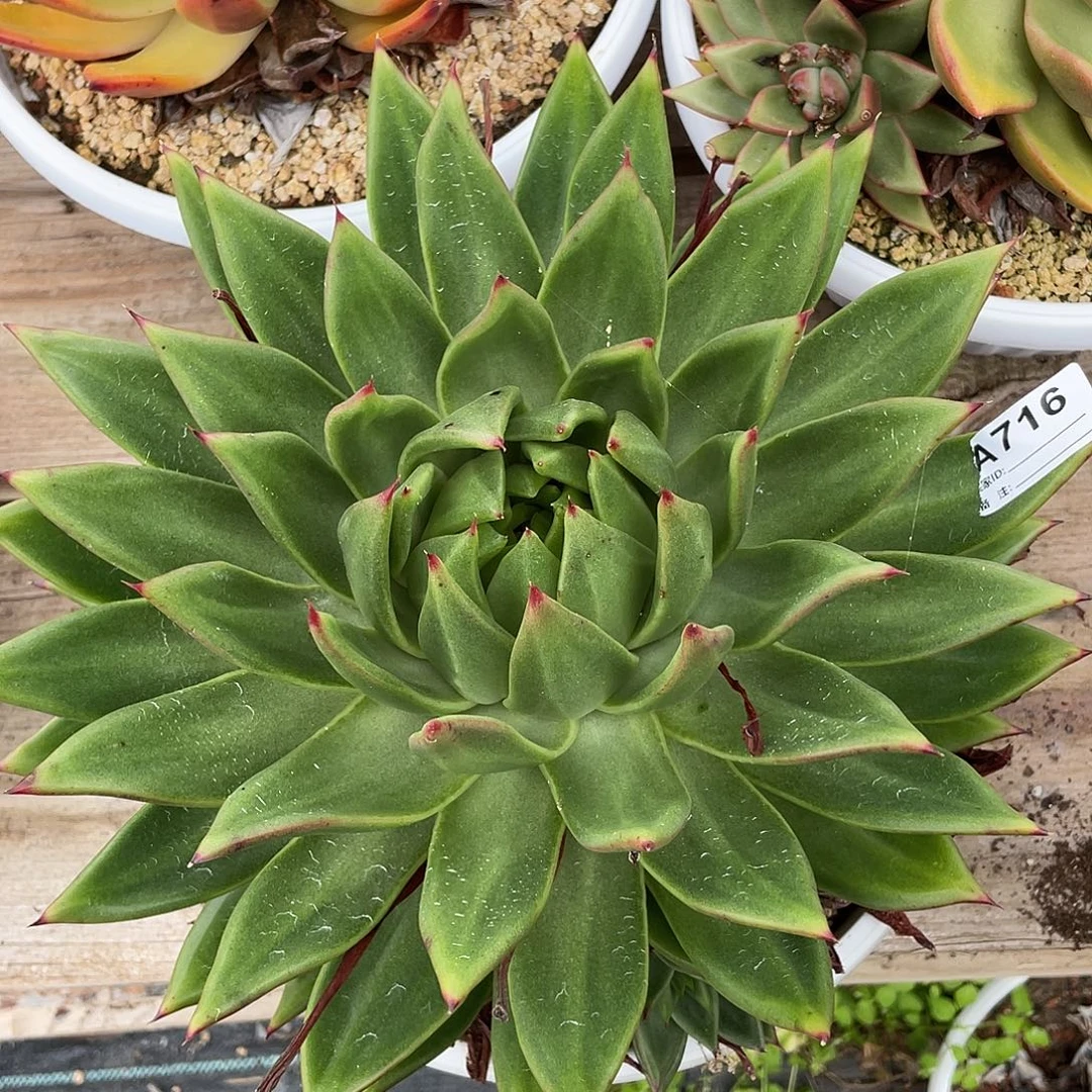 若如东云单拍A716