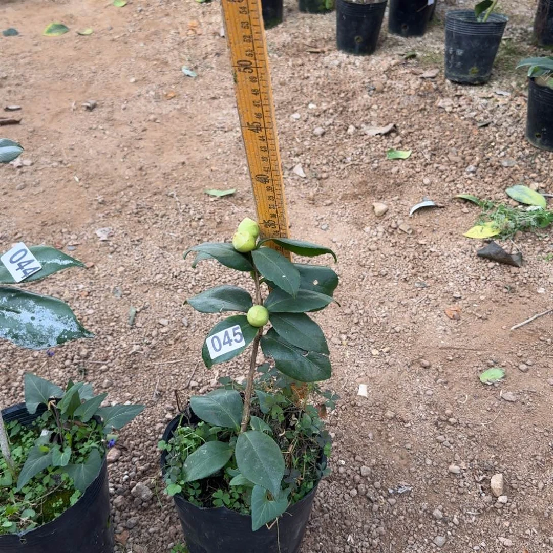 少量花朵（建议范围：2朵-5朵 或40%以下）045戴氏